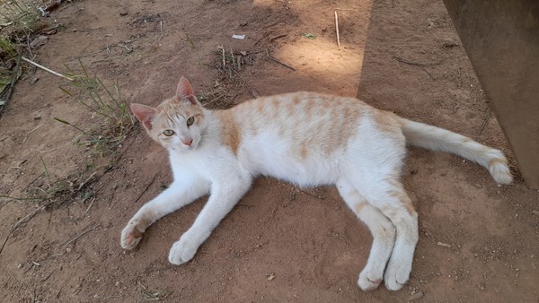 어미의 터전을 물려받은 고양이 '치즈'.