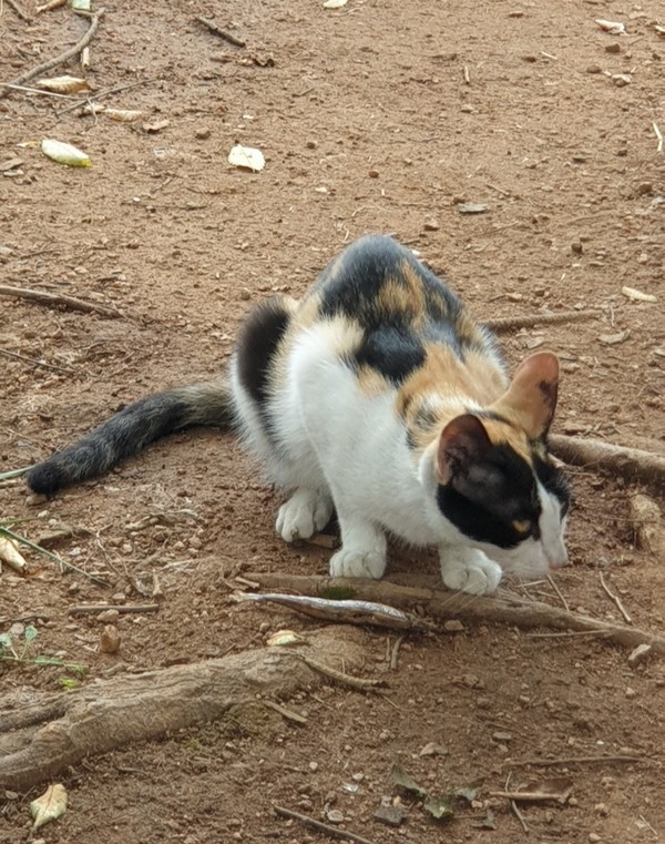 농장의 마스코트였던 어미고양이 '자유'.