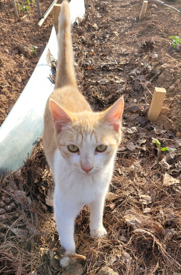 어미의 터전을 물려받은 고양이 '치즈'.