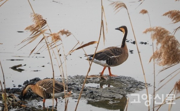 출판도시 갈대샛강을 상징하는 깃대종으로 조명된 개리. [사진제공=출판도시 갈대샛강 시민생태조사단]