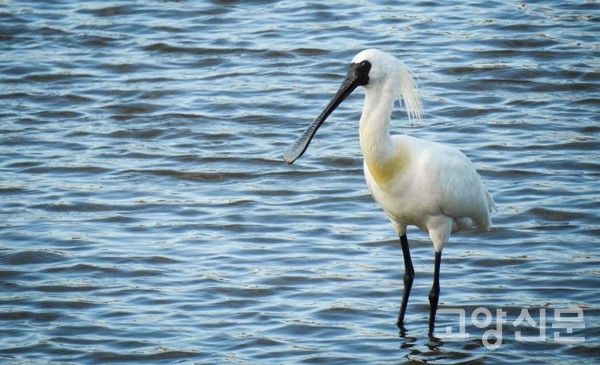 저어새. [사진제공=출판도시 갈대샛강 시민생태조사단]