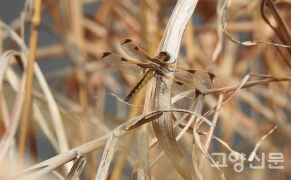 대모잠자리. [사진제공=출판도시 갈대샛강 시민생태조사단]