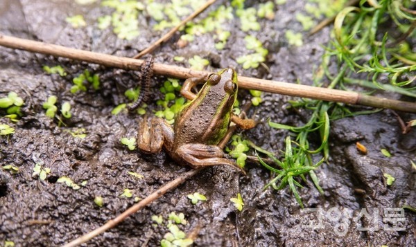멸종위기종 금개구리. [사진제공=출판도시 갈대샛강 시민생태조사단]