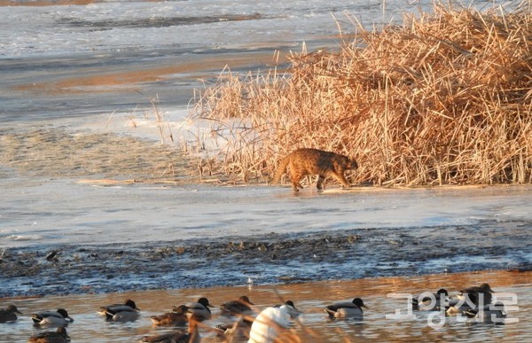 한겨울 갈대샛강을 어슬렁거리는 멸종위기종 삵. [사진제공=출판도시 갈대샛강 시민생태조사단]