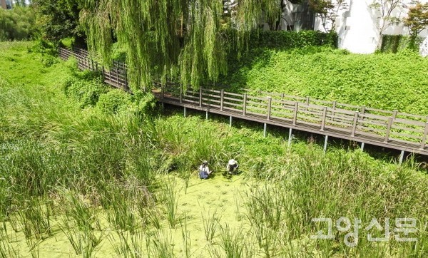 [사진제공=출판도시 갈대샛강 시민생태조사단]