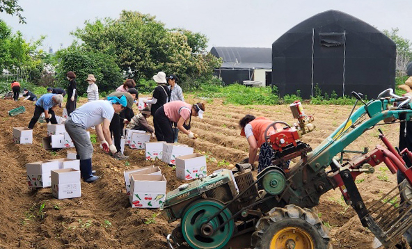 감자를 수확하고 있는 대화동 관계자들.