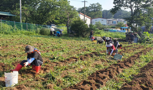  관산동 주민자치회가 지역의 어려운 이웃에게 전달될 감자를 수확하고 있다.