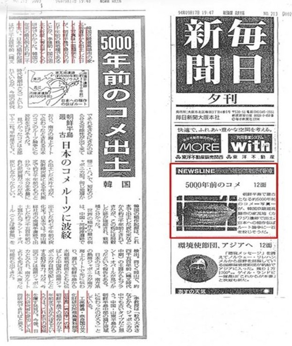 일본 『마이니찌 신문』 고양 가와지볍씨 기사 (1면, 12면 1994.9.17)