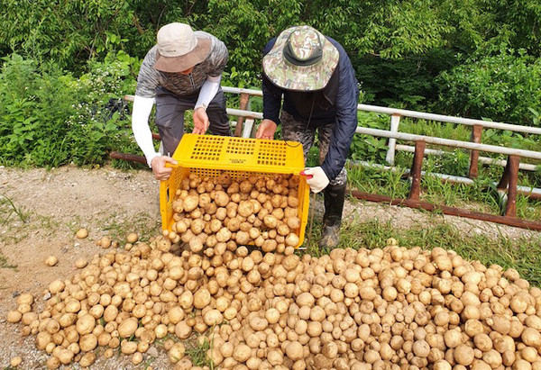  ‘알알이 영그는 텃밭’에서 백석1동 주민자치회가 감자를 수확하고 있다.