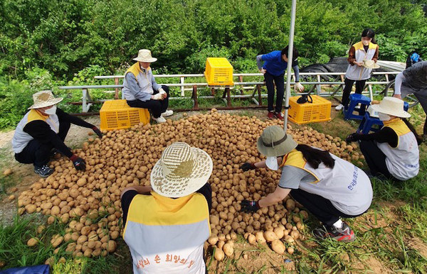 알이 굵은 감자는 백석1동 주민자치회의 관심을 말해줬다.