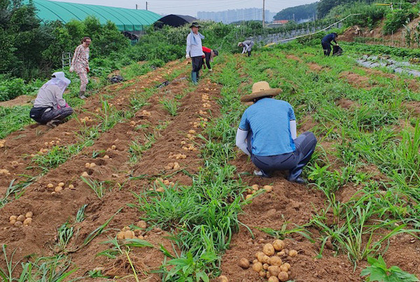 주민자치위원들이 더위도 잊은채 감자를 캐고있다.