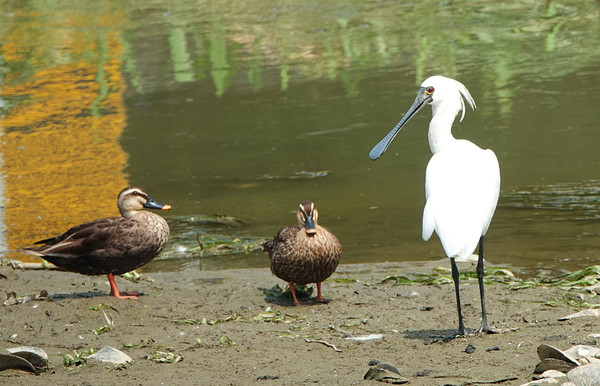 탐구대가 촬영한 저어새와 청둥오리.
