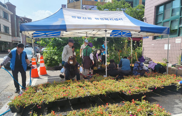 정발산동 주민자치회가 거리화단을 조성하며 꽃을 다시 식재하고 있다.