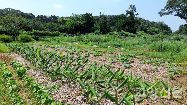 마늘과 양파 수확 후 울금과 오이가 자라고 있다.