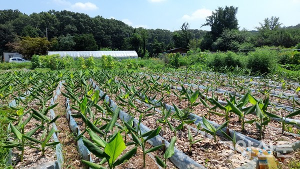 두 번의 김매기를 끝낸 울금밭.