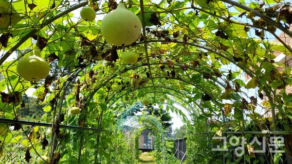 여름이 깊어감을 알려주고 있는 해바라기와 조롱박.