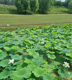  행신생태공원 연꽃단지 전경.