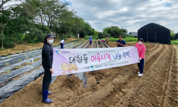 대화동이 이웃사랑 나눔 텃밭에 사랑의 무·배추 모종을 심었다.