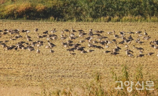 큰기러기 먹이터. [사진제공=에코코리아]