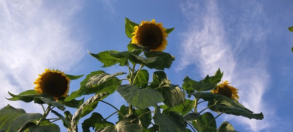 ▲ 가을의 전령 해바라기. [사진=김한수]