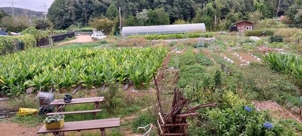 ▲ 자유농장의 가을풍경. [사진=김한수]