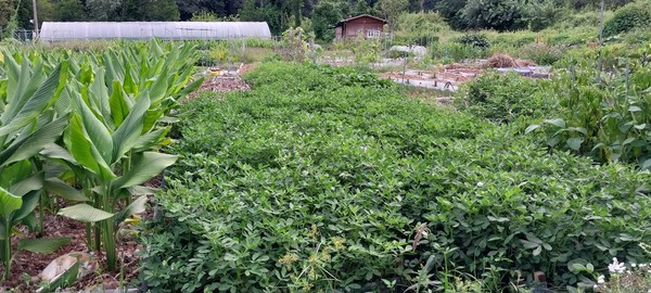 ▲ 숲을 이룬 땅콩 밭. [사진=김한수]