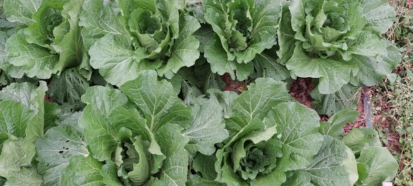 ▲ 벌레피해가 없는 배추들의 모습. [사진=김한수]