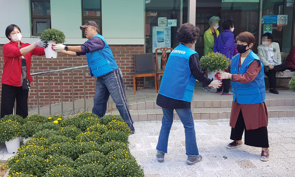 마두1동 통장협의회가 160본의 국화를 설촌공원 등에 심었다. 