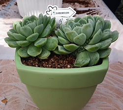 리사이클링된 화분