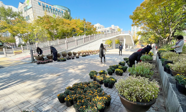 마두2동 주민자치회가 강촌공원과 마두2동 육교 부근 보행로에 가을 초화 약 550본을 식재했다. 