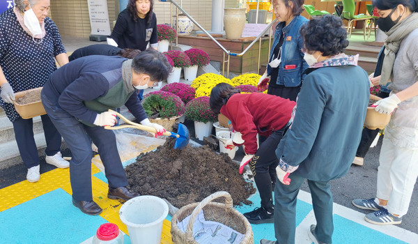 풍산동이 통장협의회 회원과 행정복지센터 주변 화단과 식골공원에 국화를 심고 있다.