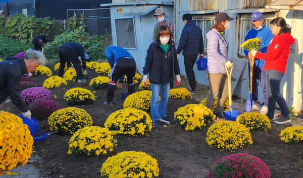 장항1동이 주민자치회 위원과 통장협의회 회원 등 직능단체가 ‘장항1동 가을맞이 초화식재’를 완료했다.
