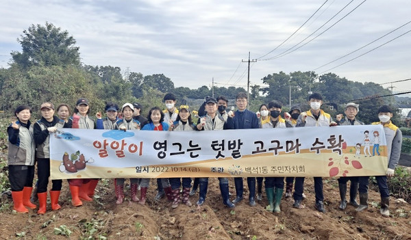 백석1동 주민자치회가  ‘알알이 영그는 텃밭’에서 직접 재배한 고구마를 수확했다. 