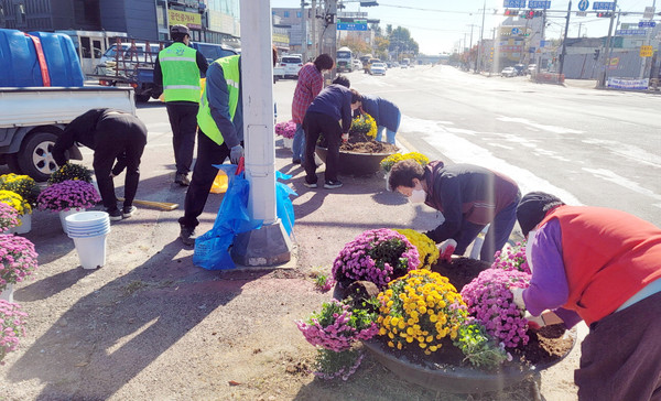 화전동이 화전역 앞 사거리 안전지대와 덕은동 일대에 가을꽃을 식재하고 환경 정화 활동을 했다. 
