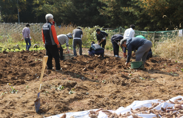 아침 일찍부터 주민자치위원과 관계자들이 고구마를 캤다.