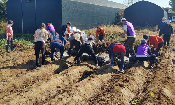 대화동 주민자치회 위원들이 고구마를 캐고 있다.