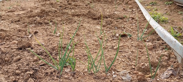 직파한 양파싹들. 원래는 이보다 두 배쯤 커야한다.