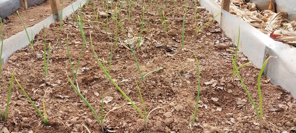 모종을 사다가 보식한 앙파들.