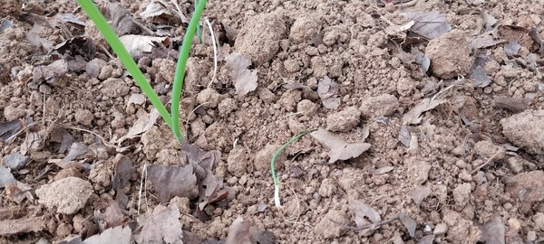 땅속에서 뽑혀나온 양파싹