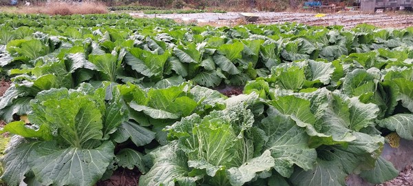 그래도 배추는 잘 자라고 있다.