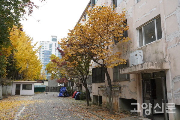 영흥아파트 화단의 목련나무.