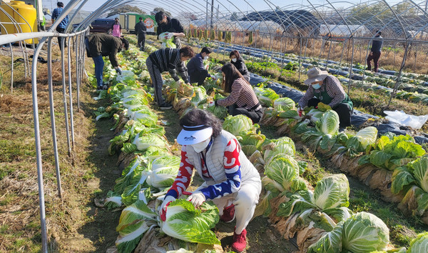 장항1동이 지역 내 종합사회복지관 두 곳에 배추를 전달하기 위해 배추를 수확하고 있다.