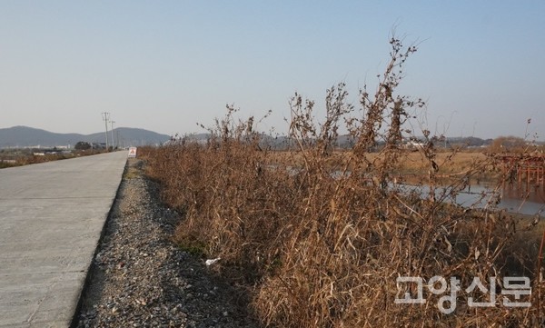 하천정비공사가 진행되며 둑마루가 포장된 공릉천 하구 둑방길. 양 옆 경사면을 단풍잎돼지풀이 뒤덮고 있다.