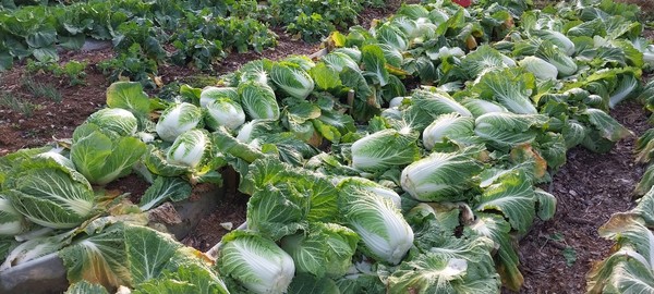 수확중인 배추들