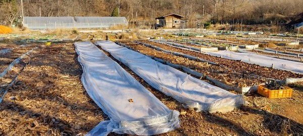 고양이가 파헤치던 마늘과 양파밭.  낙엽과 비닐에 덮여 더는 파헤칠 수가 없다. 내년부터는 씨앗을 뿌린 밭에 그물망을 덮을 요량이다.