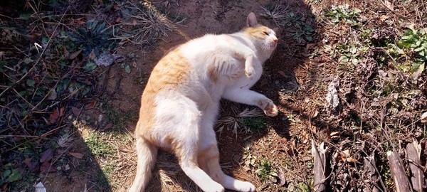 애교를 떠는 고양이 치즈