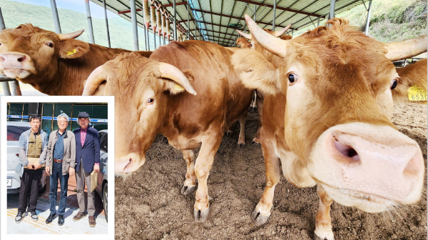 송인환 농업법인 성진 대표(하단 작은 사진 오른쪽에서 첫 번째)는 전기분해를 통하지 않고도 전기분해 했을 때 발생하는 양극과 음극의 조성물을 고농도화한 후 그 원액을 물과 혼합·희석하는 수소미네랄살균수(HMD: Hydrogen Mineral Disinfectant Water) 제조·활용법을 전국 농축산업 농가에 보급하고 있다. 실제 많은 한우 농장에서 수소미네랄살균수 음용 이후 여물을 먹는 양이 늘고 마블링 수치도 높아지고 살이 더 빨리 찌며 출하 무게도 늘면서 자연스레 농가의 소득 증가로 이어지고 있다. [사진 = 이규재 한국물학회장 발제 자료]