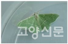 흰줄푸른자나방