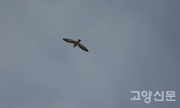 검은머리물떼새 [사진=한동욱]