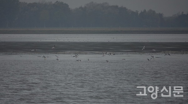 물새들의 천국 아이더강 하구 [사진=한동욱]
